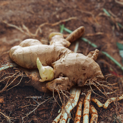 Organic Ginger Root - USDA Approved